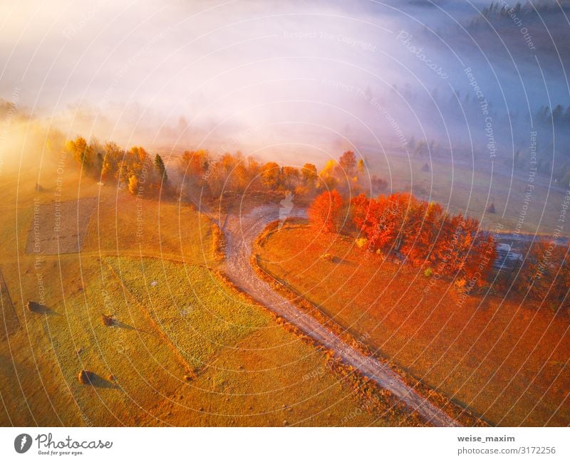 Aerial top view of autumn forest and fog. Beautiful Vacation & Travel Mountain Environment Nature Landscape Autumn Weather Fog Tree Grass Leaf Park Forest Hill