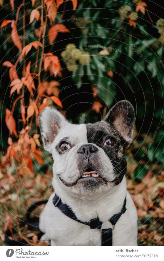 Iggy IV Nature Autumn Plant Bushes Leaf Animal Pet Dog 1 Smiling Laughter Brash Friendliness Happiness Happy Green Orange Black White Emotions Joy