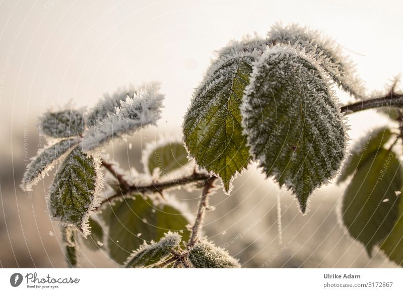 hoarfrost on blackberry leaves Wellness Harmonious Contentment Relaxation Calm Meditation Spa Christmas & Advent Nature Plant Sunrise Sunset Winter