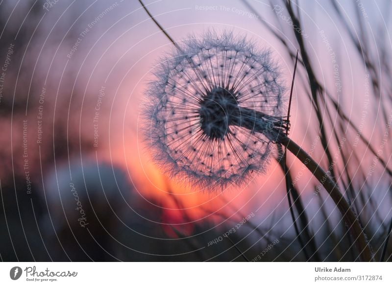 Dandelion in the evening light Design Wellness Harmonious Meditation Spa mourning card Funeral service Nature Plant Summer Autumn Flower Blossom Meadow Field