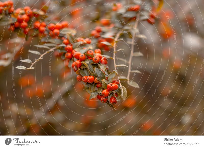 Red berries of the medlar (Cotoneaster). Very popular with birds as a food source in autumn. Autumn Birdseed naturally Pygmy Medlar Berries Many Exterior shot