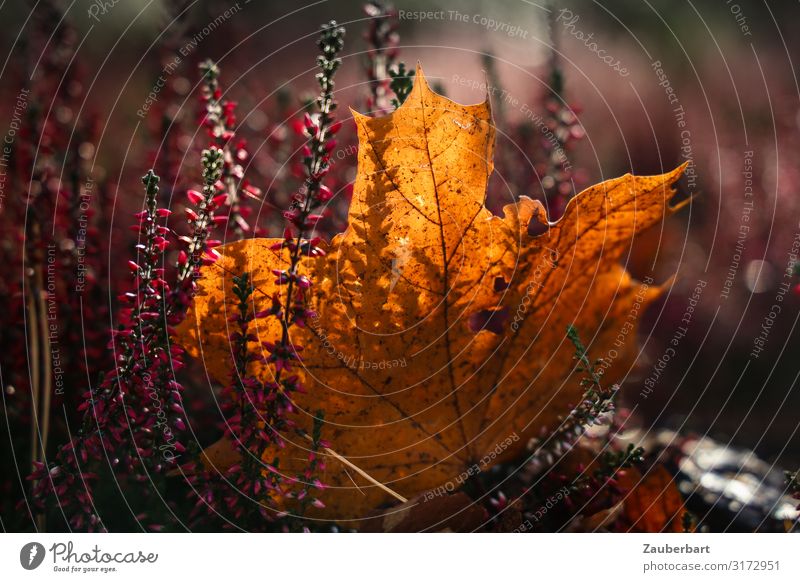 autumnal Leaf Maple tree Maple leaf Heather family Looking Dream Natural Beautiful Brown Gold Violet Sympathy Colour Nature Transience Autumn Autumn leaves