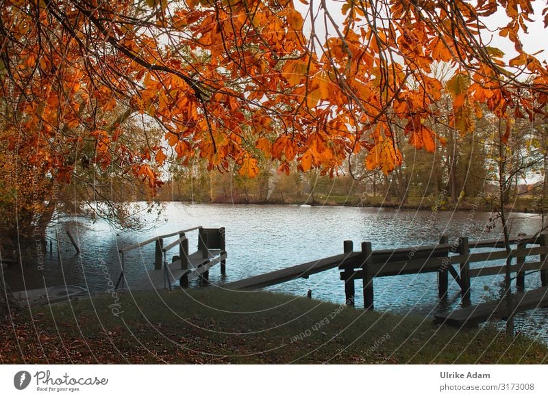 Autumn at the footbridge Vacation & Travel Tourism Trip Freedom Hiking Wallpaper Nature Landscape Water Tree Leaf Autumn leaves Chestnut tree Bog Marsh River