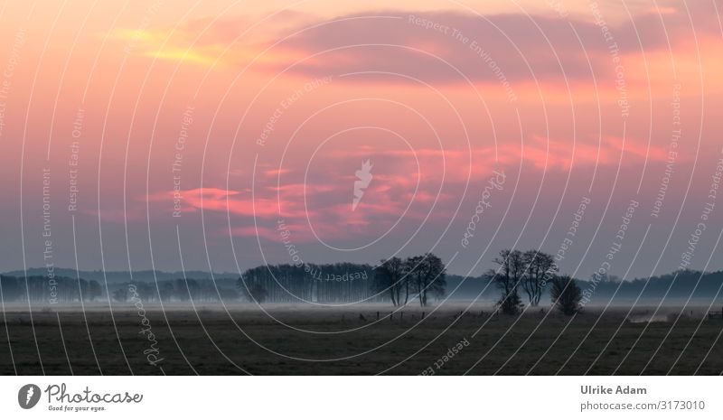 Sunrise with fog in the Teufelsmoor / Osterholz-Scharmbeck Fog Ground fog Landscape Deserted Environment Exterior shot Nature Tree Sky Light Field Sunset