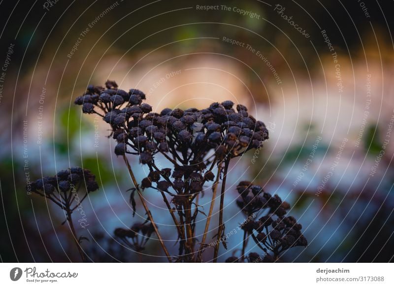 Withered are the flowers. Joy Relaxation Plant Autumn Beautiful weather Wild plant Forest Bavaria Germany Deserted Observe Discover To enjoy Looking Faded