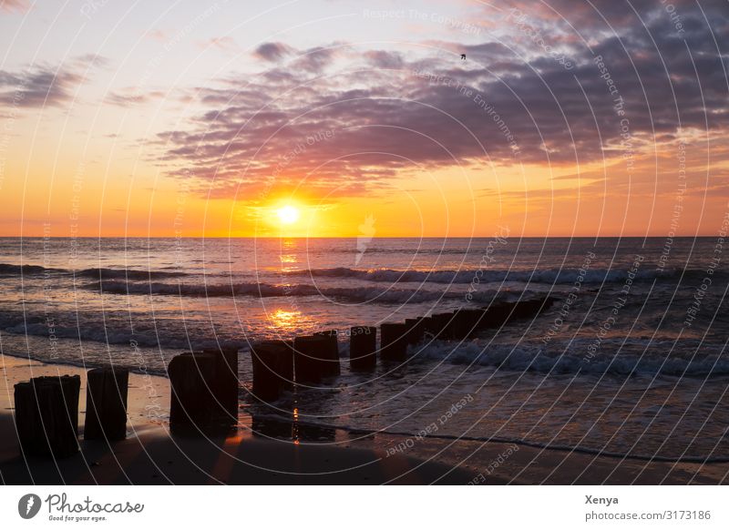 Sunset at the Dutch North Sea Sand Clouds Sunrise Water Yellow Gray Orange Calm Ocean Beach Evening sun breakwater Vacation & Travel Goodbye Exterior shot