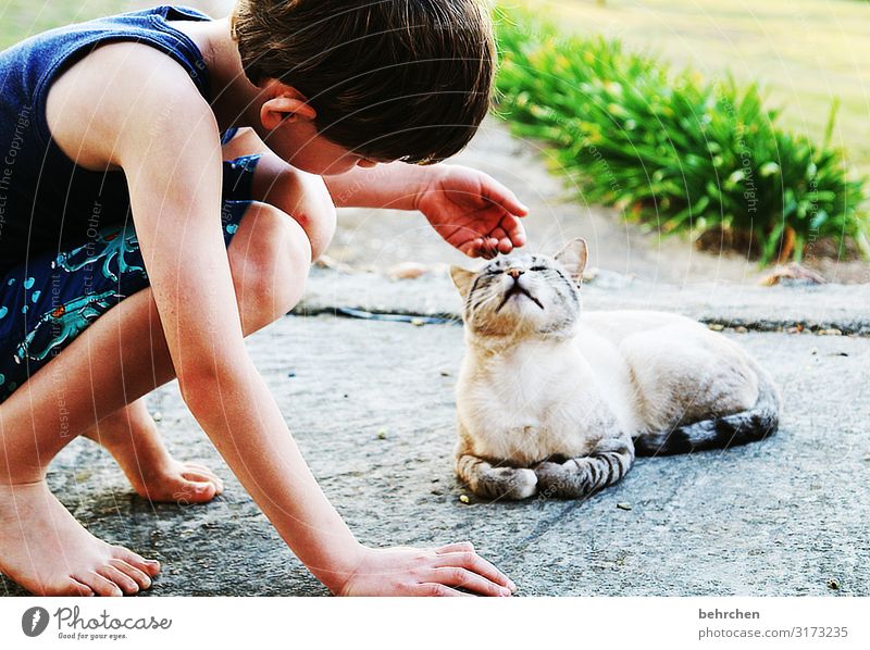 friendship | caresses Animal portrait Day Exterior shot Colour photo Trust Encounter To enjoy Friendship Friendliness Caress Caresses Love of animals