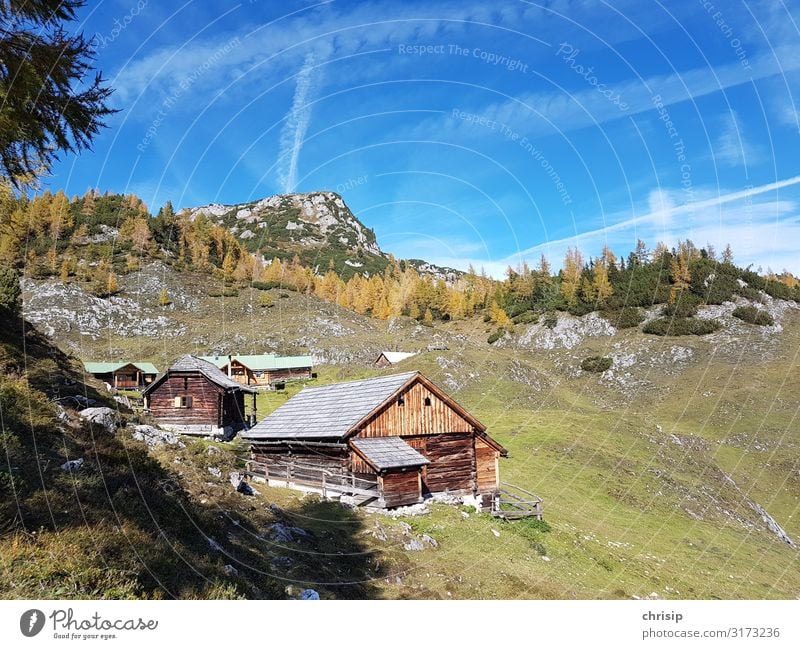 on the mountain pasture Environment Nature Landscape Sky Autumn Beautiful weather Tree Larch Alps Mountain kufstein Peak Friendliness Warmth Emotions Moody