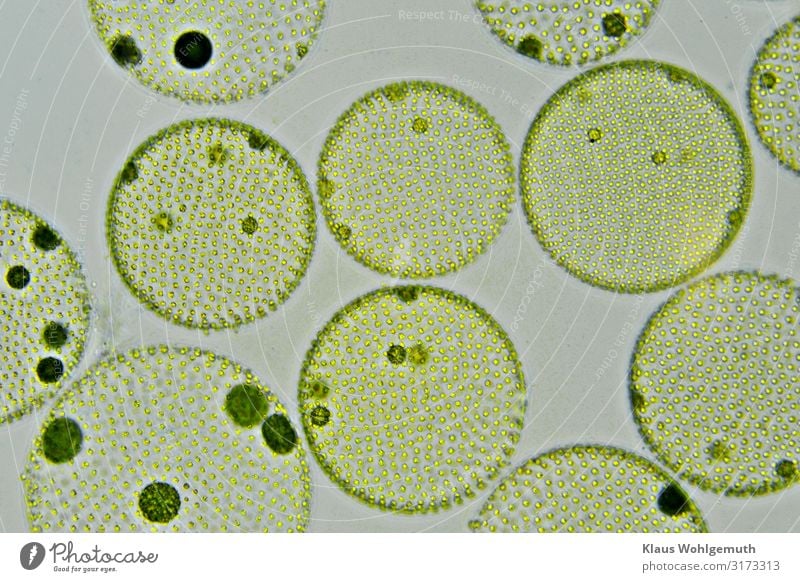 spherical algae, Volvox aurea under the microscope Environment Nature Plant Spring Summer Algae Pond Lake Overpopulated Rotate Swimming & Bathing Esthetic