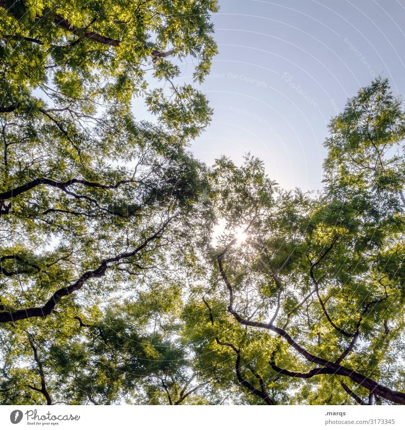 Show me the sunshine Nature Cloudless sky Summer Beautiful weather Deciduous tree Branch Leaf Breathe Relaxation Moody Healthy Revitalizing Colour photo