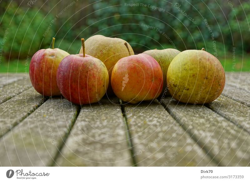 Harvest time! Food Fruit Apple Nutrition Organic produce Vegetarian diet Snack Healthy Healthy Eating Garden Environment Nature Autumn Fruit garden Bremen