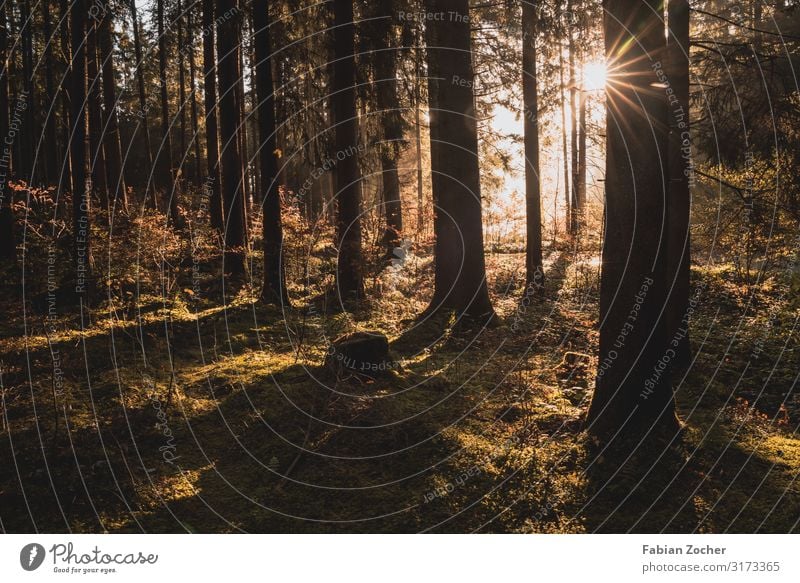 Sunbeams in the forest Cycling Nature Landscape Earth Sunrise Sunset Sunlight Autumn Beautiful weather Fog Plant Tree Forest Lakeside Grüntensee To enjoy