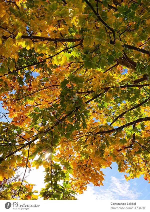 autumn foliage Environment Nature Plant Air Sky Autumn Beautiful weather Tree Leaf Contentment Happy Idyll Power Perspective Moody Dream Colour photo