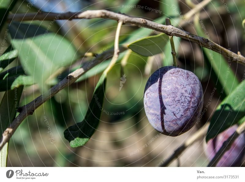 olive Nature Autumn Beautiful weather Plant Tree Olive tree Garden Green Violet Colour photo Multicoloured Exterior shot Close-up Deserted Day Shadow