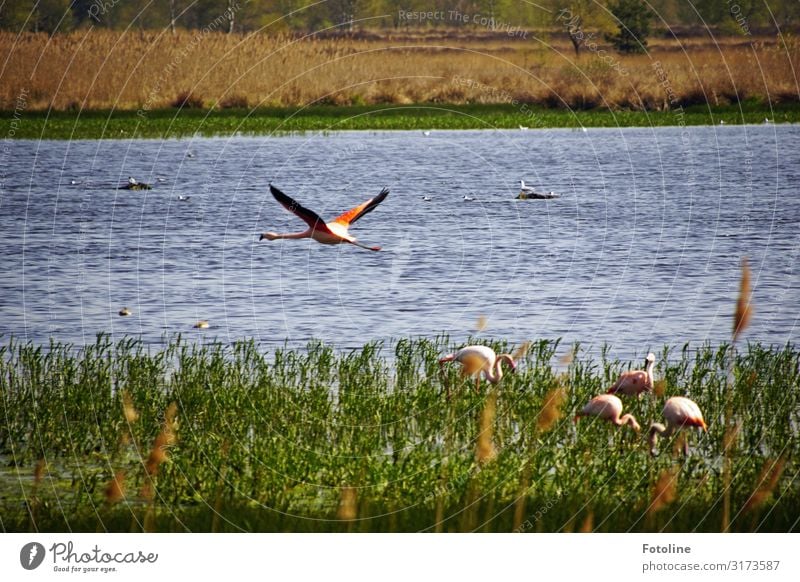 Twinbrocker Venn Environment Nature Landscape Plant Animal Elements Water Spring Beautiful weather Grass Wild plant Coast Lakeside Bog Marsh Bird Wing Esthetic