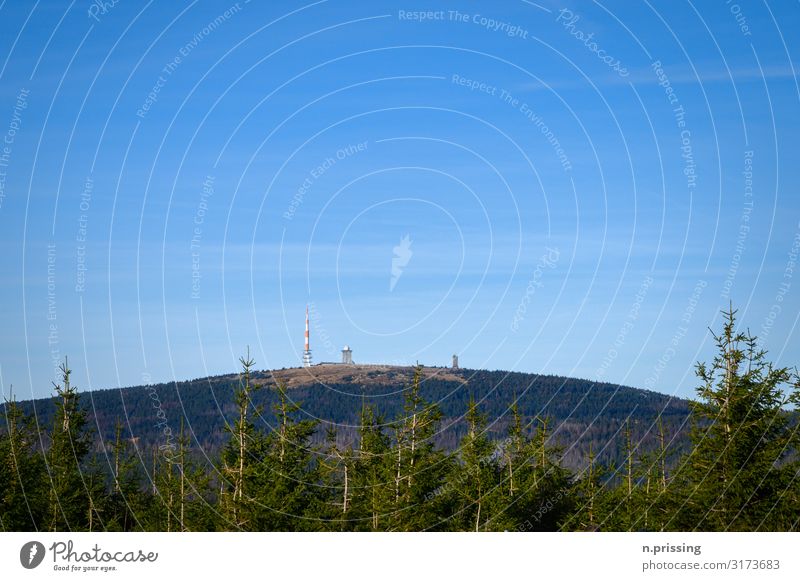 The chunk in autumn Nature Landscape Cloudless sky Sun Autumn Beautiful weather Fir tree brown layer Germany Tourist Attraction Adventure Idyll Brockenblick