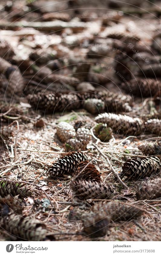 Pine cone on forest floor Fir cone Woodground fir needles Autumn Forest October Sunspot Shadow Nature Brown Exterior shot Deserted Seed Shallow depth of field