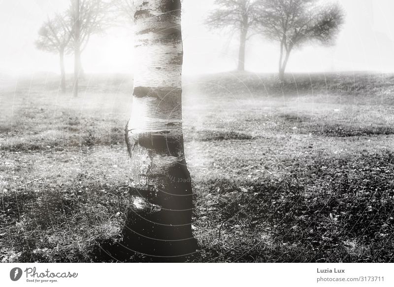 Birch in autumn, bw Environment Nature Landscape Plant Autumn Park Deserted Beautiful Black White Fog Black & white photo Exterior shot Copy Space left