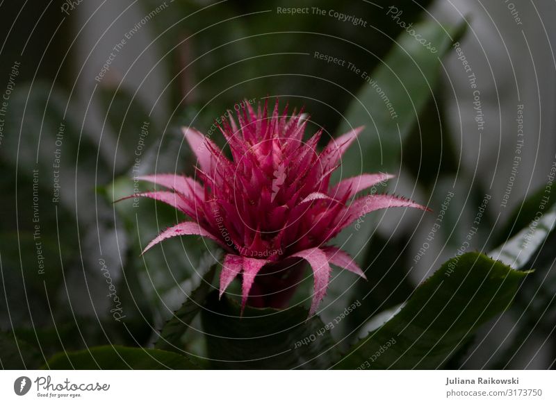 Pink in the dark Environment Nature Plant Climate Flower Blossom Exotic Botany Botanical gardens Tropical Virgin forest Esthetic Dark Beautiful Feminine Green