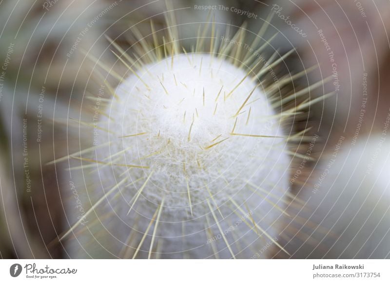 Soft or spiky? Environment Nature Plant Summer Cactus Exotic Botanical gardens Botany Succulent plants Desert Oasis Esthetic Beautiful Point Thorny Dry Warmth