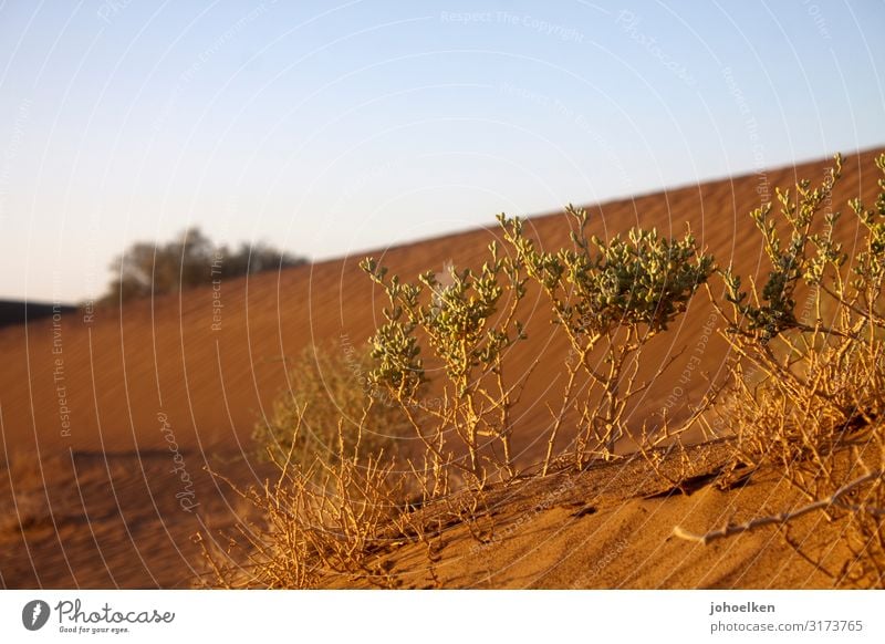 water reservoirs Elements Earth Sand Cloudless sky Summer Climate change Plant Exotic Succulent plants Desert Sahara To dry up Growth Far-off places Hot Dry