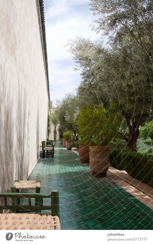 Mediterranean garden Green Islam Garden terracotta Exterior shot Sunlight Shadow Olive Olive tree Tile warm season Summer