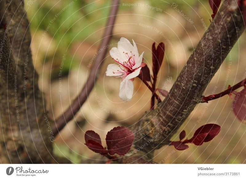 spring Nature Plant Spring Summer Tree Blossom Wood Blossoming Brown Pink Red Spring fever Discover Environment Colour photo Multicoloured Exterior shot