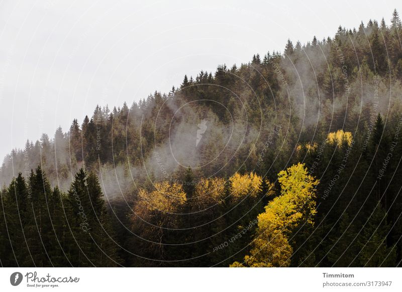 Black Forest with splashes of color spruces deciduous trees Hill wafts of mist Sky Nature Deserted Landscape Environment Moody foliage Autumn