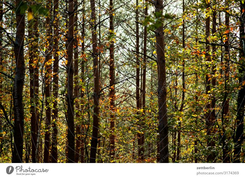 forest Mountain Hill Elbsandstone mountains Relaxation Vacation & Travel Autumn Landscape Deciduous forest Saxon Switzerland Forest Hiking Tree trunk Branch