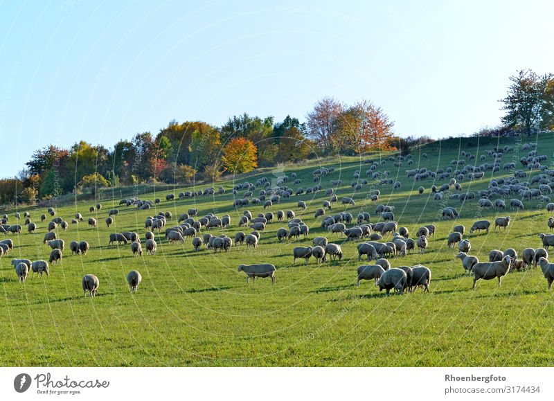 flock of sheep Environment Nature Landscape Plant Animal Autumn Climate change Weather Grass Pet Farm animal Herd Hiking Colour photo Exterior shot