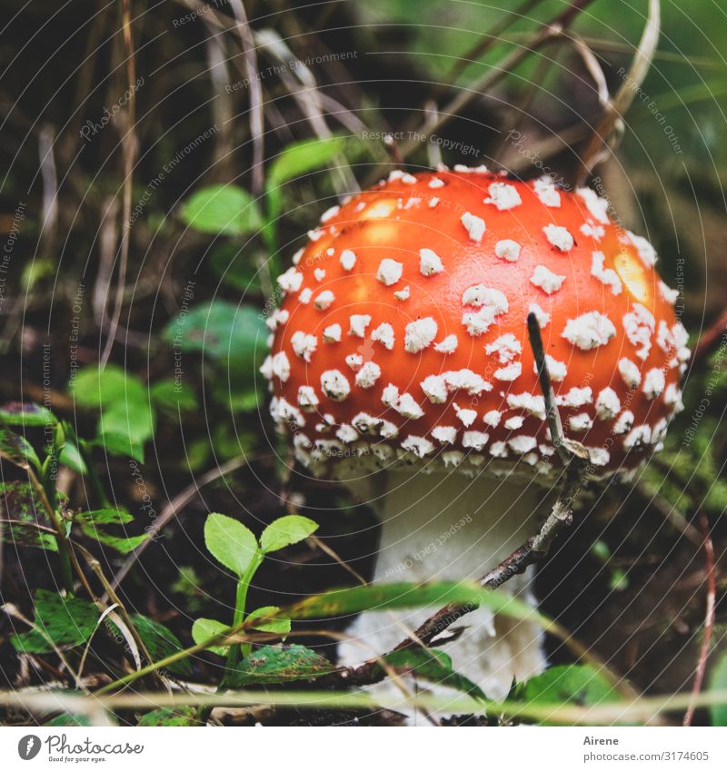 Lucky man 2020 Feasts & Celebrations New Year's Eve Summer Autumn Leaf Amanita mushroom Forest Illuminate Happiness Beautiful Red White Happy Contentment