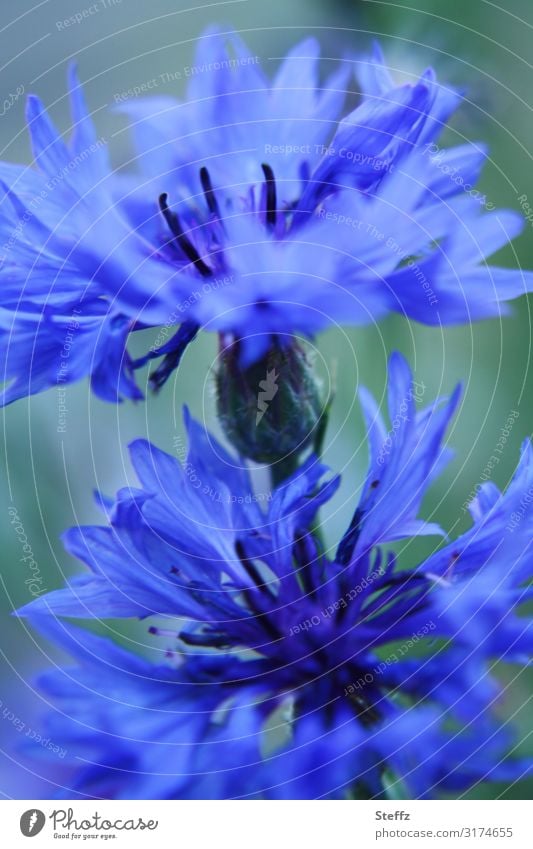 cornflowers cyans wild flowers Centaurea cyanus wild plants deep blue blue flowers blue blossoms Field flowers tubular flowers composite July heyday Splendid