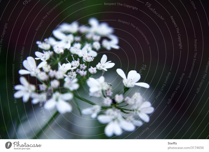 Meadow chervil Cow parsley cow parsley Chervil Wild plant Flower Blossom Apiaceae Meadow flower Anthriscus sylvestris Summerflower Blossoming blossom