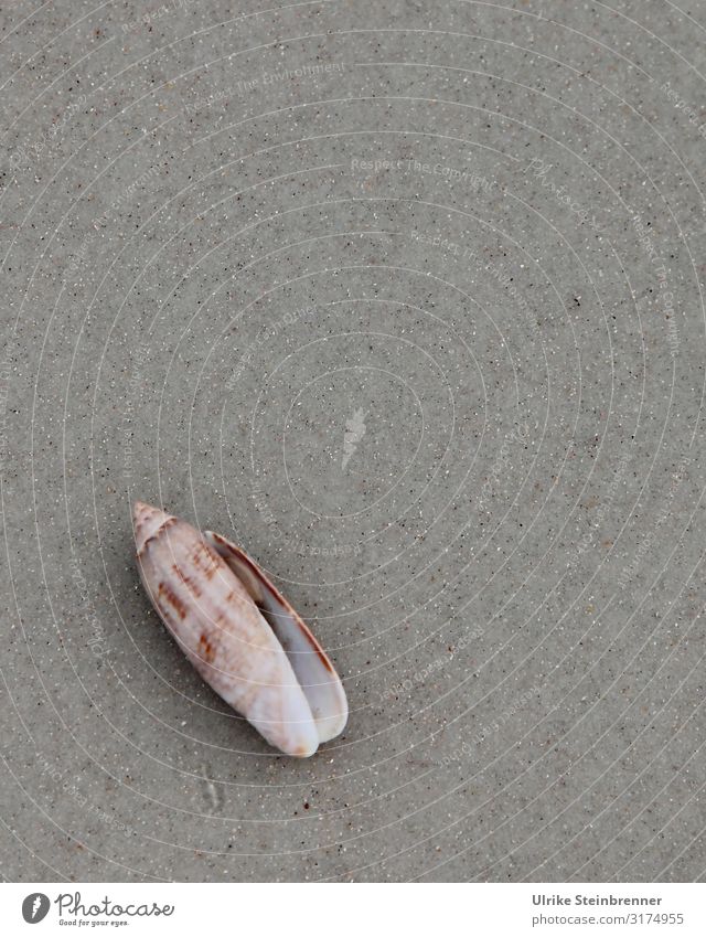 Shell on the beach of Florida Environment Nature Animal Sand Spring coast Beach Ocean Atlantic Ocean Americas Wild animal 1 Lie Esthetic Exotic Glittering