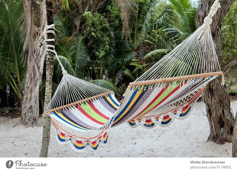 Colourful hammock between palm trees Hammock crochet Crocheted variegated palms Hang hang out resting place hung Cords yarn Sleeping accommodation