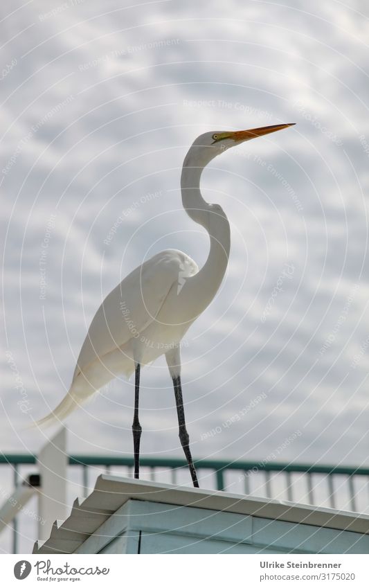 White Heron in Florida Animal portrait Great egret Bird Wild animal Casmerodius albus Florida Keys Feather Blow Wind Great Egret Esthetic Pride Beautiful Thin