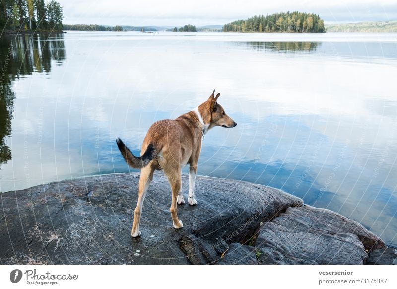 Collie at the lake Lakeside Pet Dog 1 Animal Observe Looking Curiosity Love of animals Watchfulness Interest Adventure Discover Expectation Far-off places