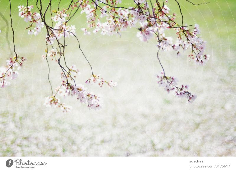 waiting for spring Spring Blossom Branch Tree Meadow Blossom leave Fresh Bright Positive Refreshment Happiness Illuminating Wellness Shallow depth of field Hope