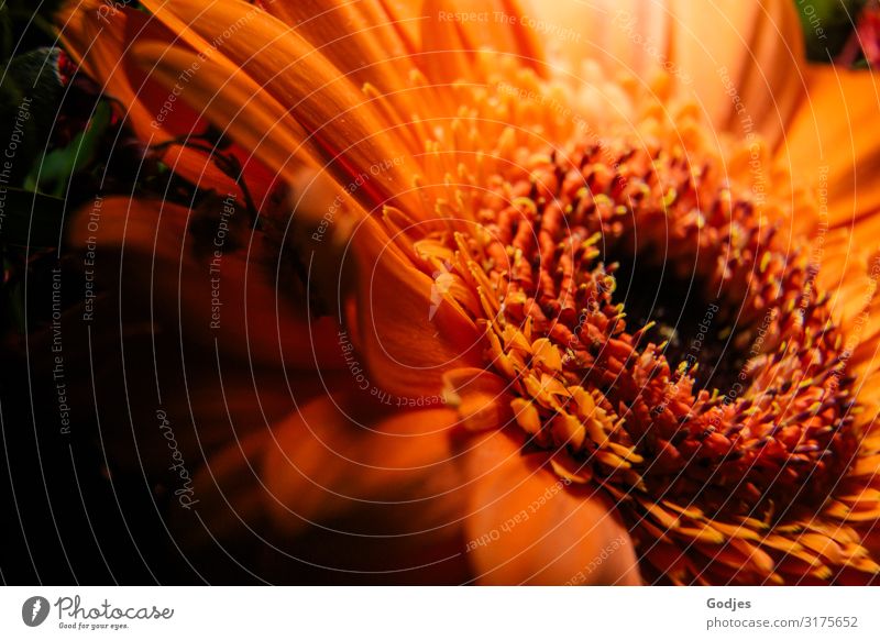 Close up of the flower of a gerbera Plant Flower Blossom Gerbera Fragrance Fresh Yellow Orange Black Contentment Bouquet Colour photo Interior shot Close-up