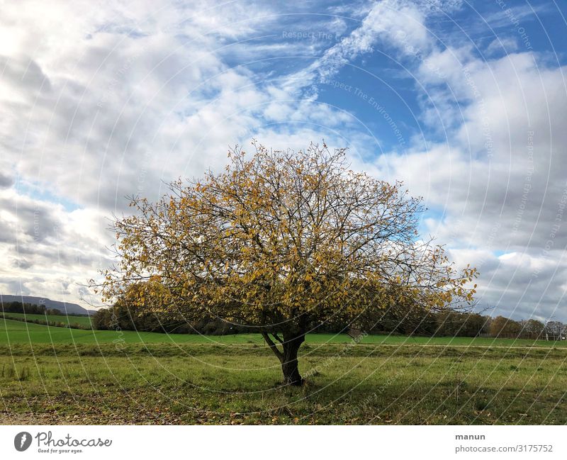 solitary tree with autumn foliage Tree Autumnal Autumnal colours Autumn leaves Exterior shot autumn mood Nature Early fall Seasons Autumnal weather Transience