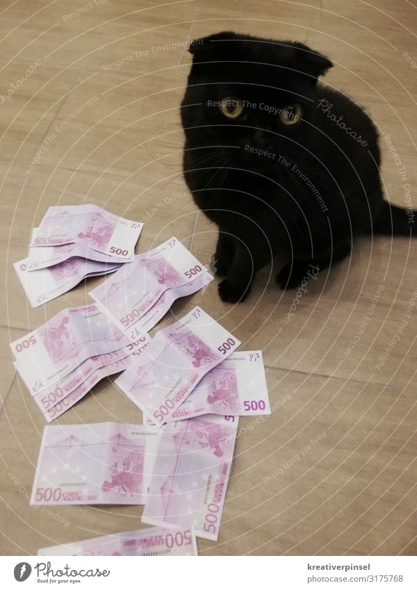 Money, Euro, Cat Elegant Save Poker Success Animal Pet 1 Observe Looking Sit Dream Authentic Cool (slang) Happy Cute Smart Crazy Pink Black Pride Might Value