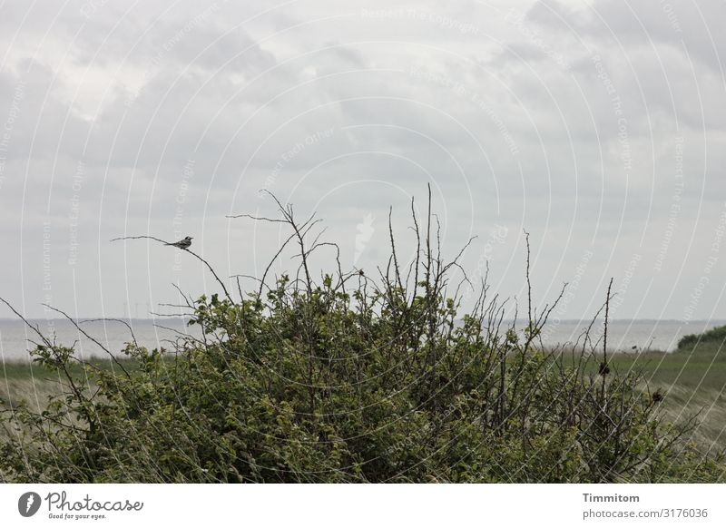 A bird checks out the situation Bird Sit test shrubby Horizon Clouds Sky North Sea Deserted Animal Nature tranquillity Denmark Green Gray