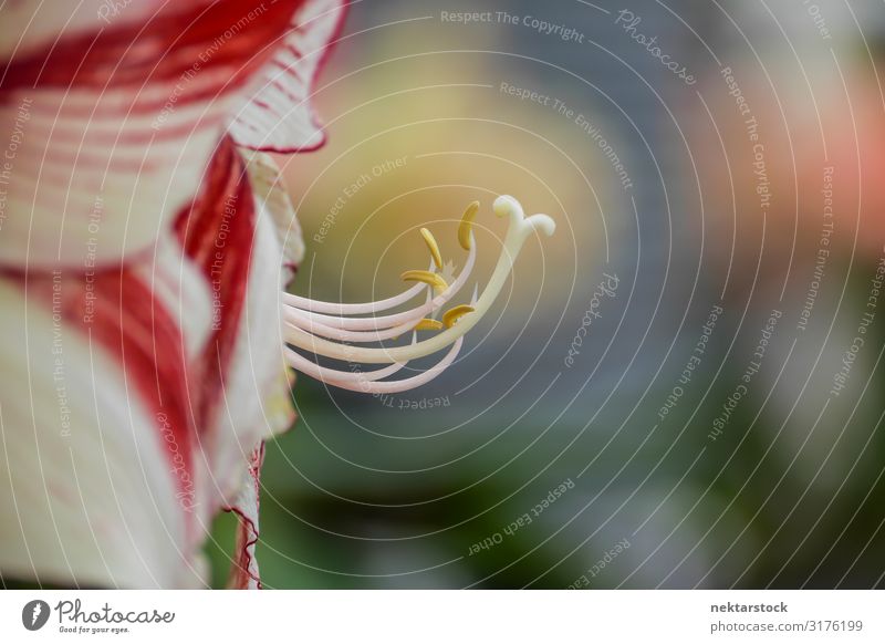 Side Vide of Yellow and Red Flower with Pistils Sticking Out Beautiful Plant Blossom Stripe Blossoming Growth Fantastic Fresh Bizarre Peace pistil Blossom leave