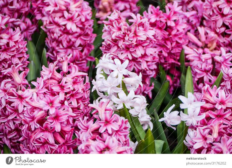 White Hyacinth Among Clusters of Pink Beautiful Plant Flower Blossom Blossoming Growth Fresh Hope Peace Bud Blossom leave spring Botany Beauty Photography