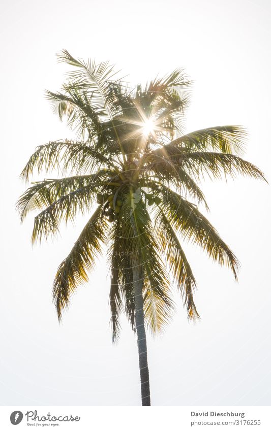 palm Vacation & Travel Summer vacation Sunbathing Nature Cloudless sky Spring Beautiful weather Plant Idyll Brazil Palm tree Palm frond Palm beach