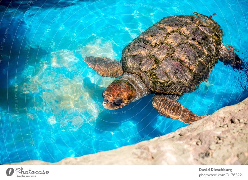 sea turtle Nature Water Beautiful weather Wild animal 1 Animal Considerate Environmental pollution Environmental protection Brazil Bahia Oil pollution