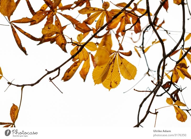 Autumnal Planten un Blomen Nature Tree Leaf Chestnut leaf Autumn leaves Park Hamburg Planten un blomen -park Tourist Attraction Garden Illuminate To dry up