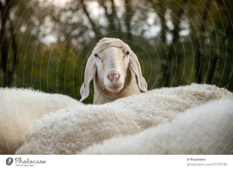 hello you Nature Autumn Bushes Meadow Animal Farm animal Animal face Group of animals Herd Observe Looking Curiosity Sheep Flock Lamb's wool Agriculture Pasture