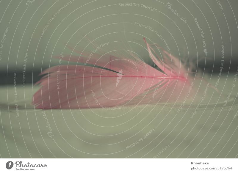 Flatlay light as a feather Feather Yellow Green Pink Ease flatlay Colour photo Interior shot Deserted Copy Space top Copy Space bottom Day Deep depth of field