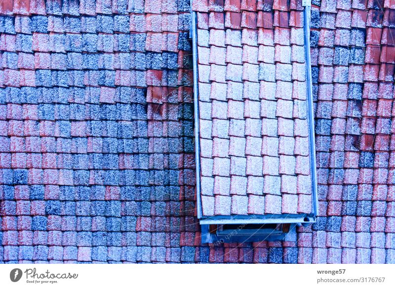 Winter roof quedlinburg Small Town Downtown Deserted House (Residential Structure) Detached house Roof Cold Blue Brown White Roofing tile Frost Ice Hoar frost